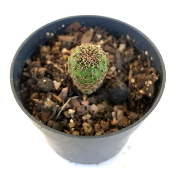 Sulcorebutia verticillacantha