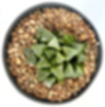 Haworthia retusa