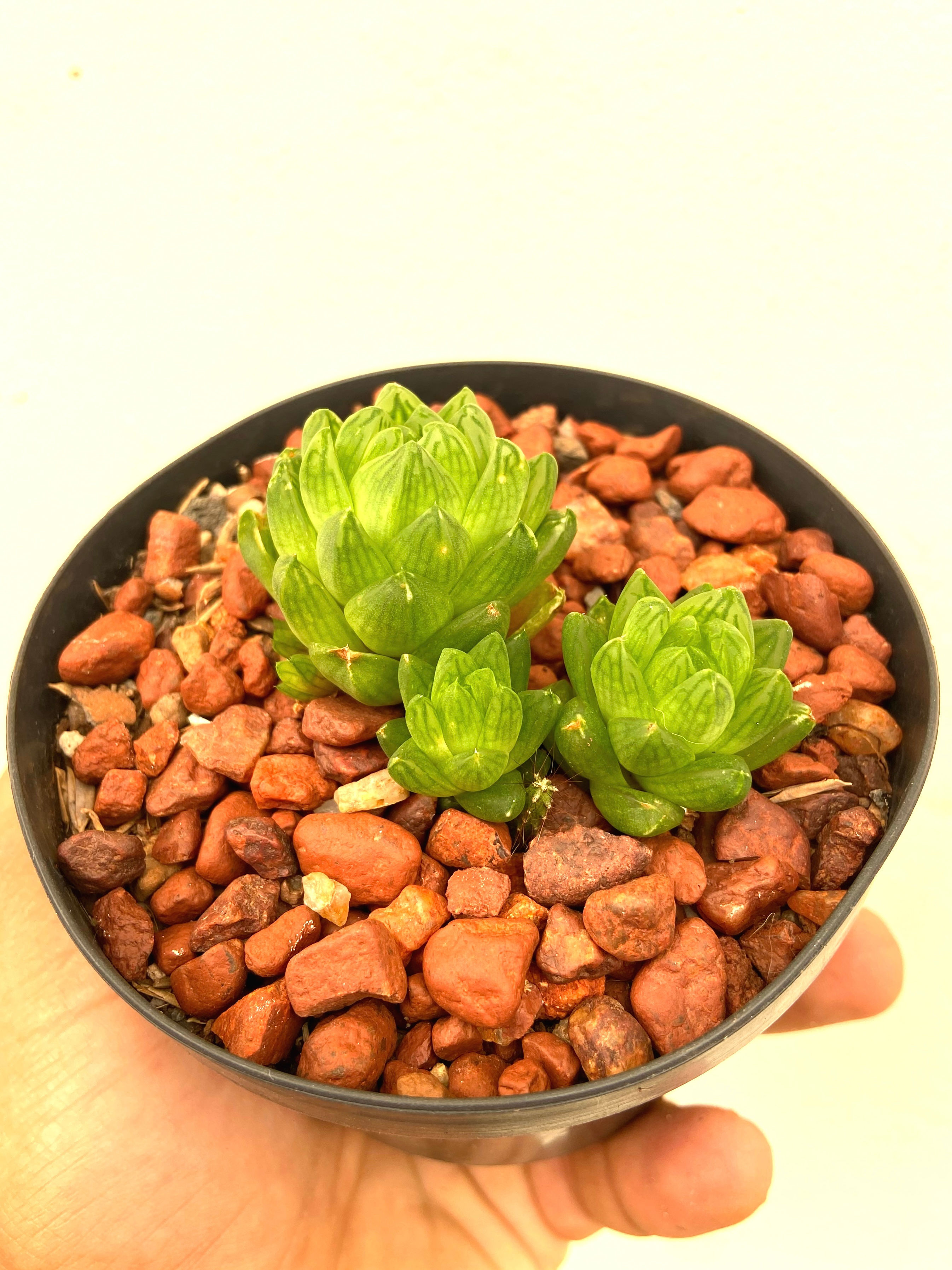 Haworthia cymbiformis var. obtusa