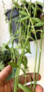 Dischidia lanceolata