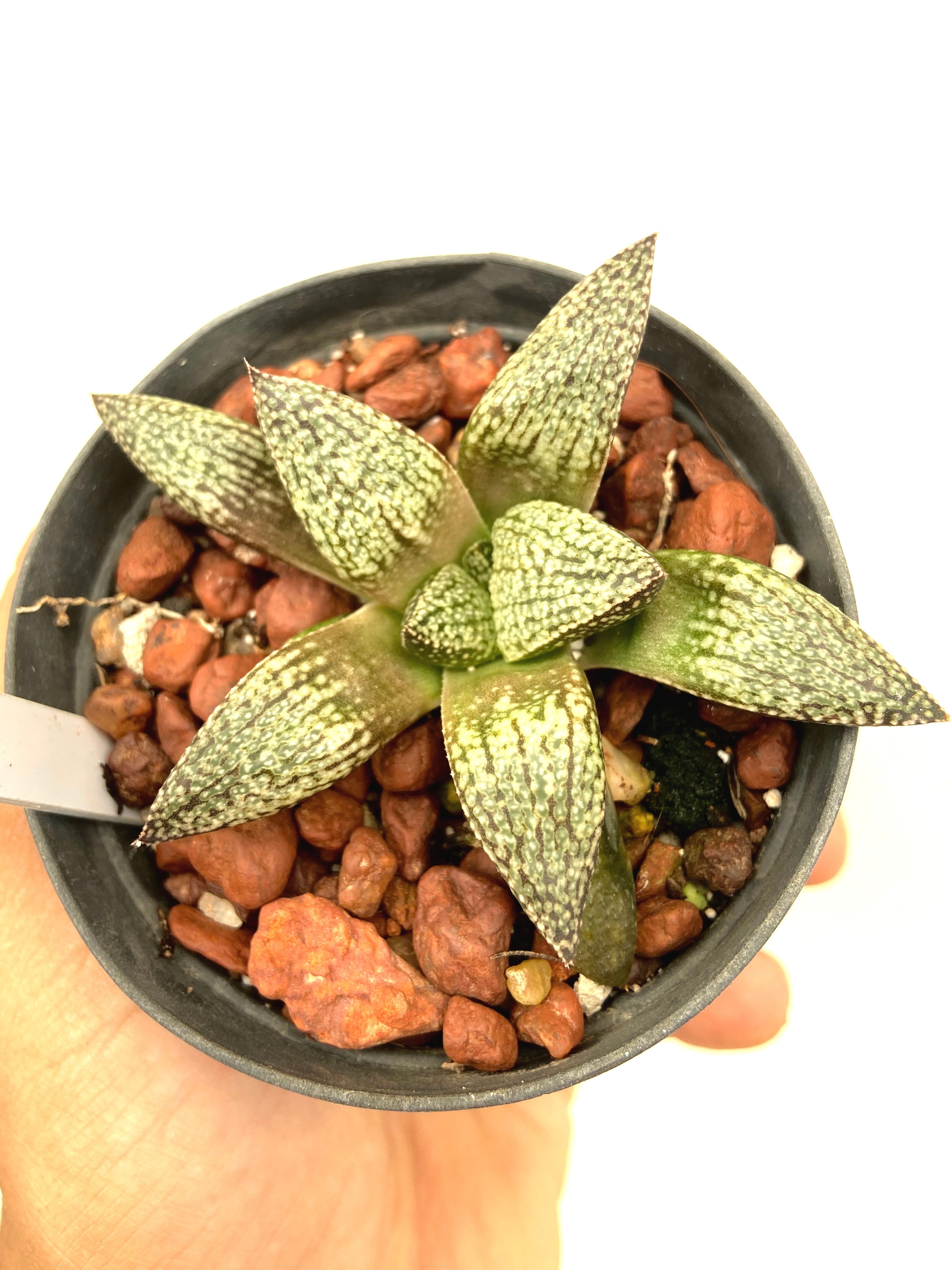 Haworthia cv “branca de neve” (criação propria)