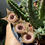 Miniatura: Huernia guttata subs. guttata