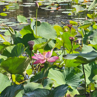 Lotus Flowers, Anderson Gardens