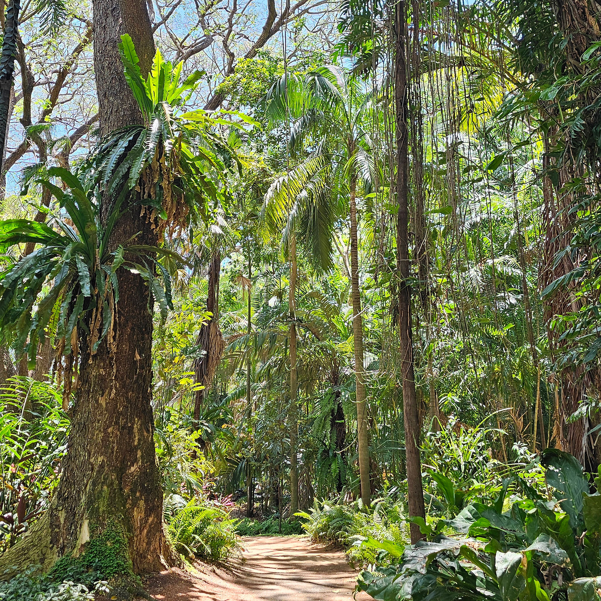 Rainforest Walk, Palmetum Townsville