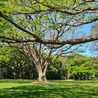 Rain trees, Anderson Gardens