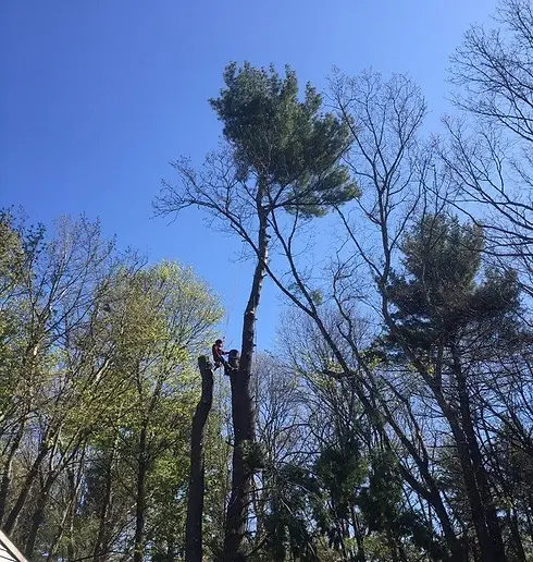 Top tree services near me in Wenham, MA
