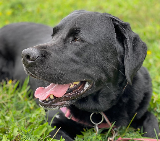 Beautiful Black Labrador Retriever resting on grass