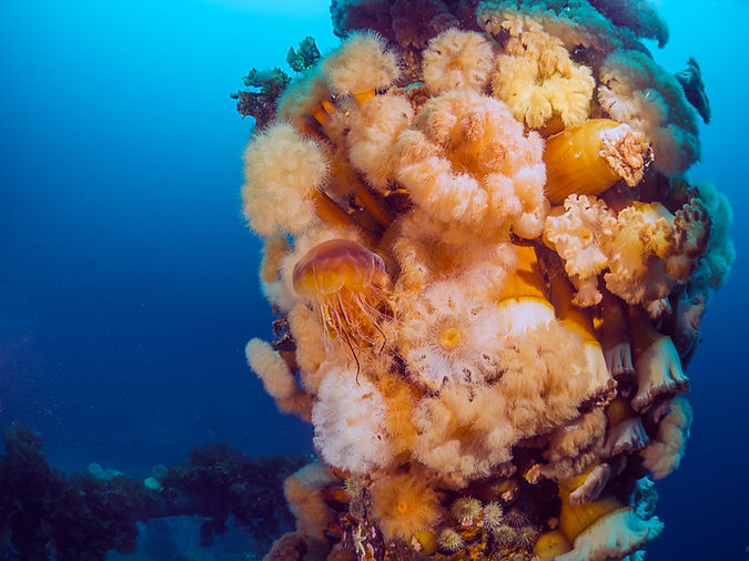 Jelly Anenomes - Cas Dobbin.jpg