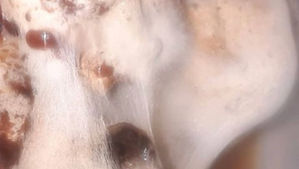 The cosmogenesis, or the multiversal evolution/involution