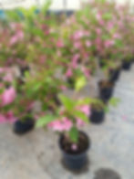Weigela (Veigelia)