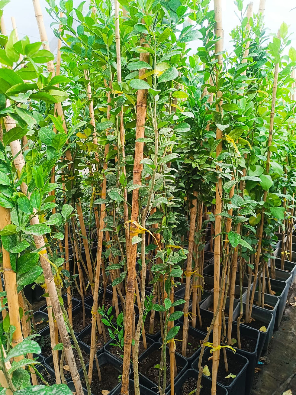 Limón Sutil de Pica (2 a 3 años de formación)