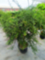 Limón Caviar (Citrus Red Finger Lime)