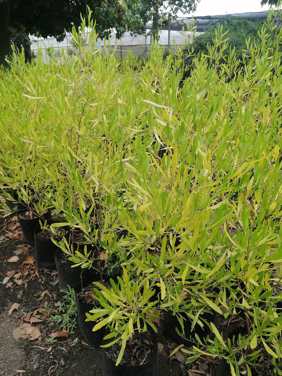 Stenocarpus Verde