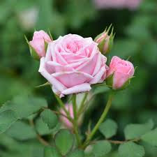 Rosa Sweet Drift - Rastrera