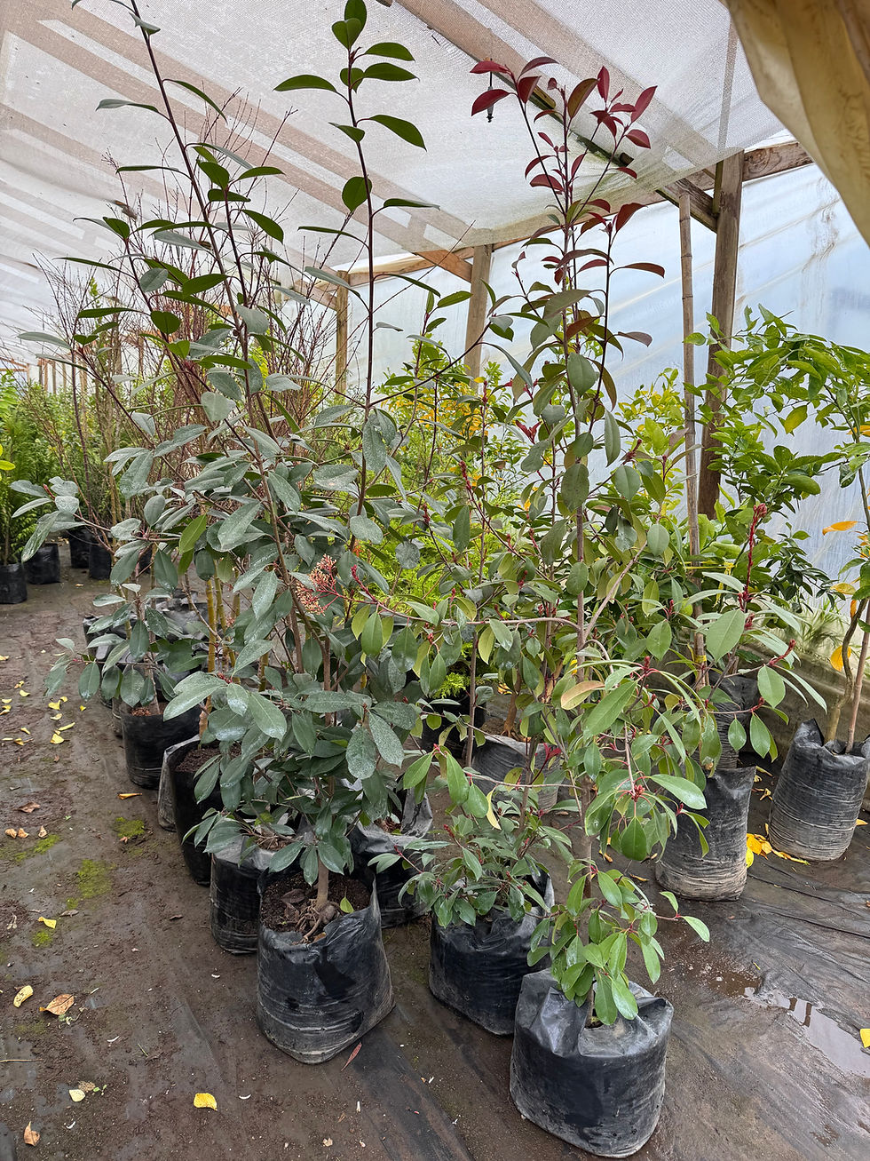 Photinia (Fotinia) Red Robin grande (L)