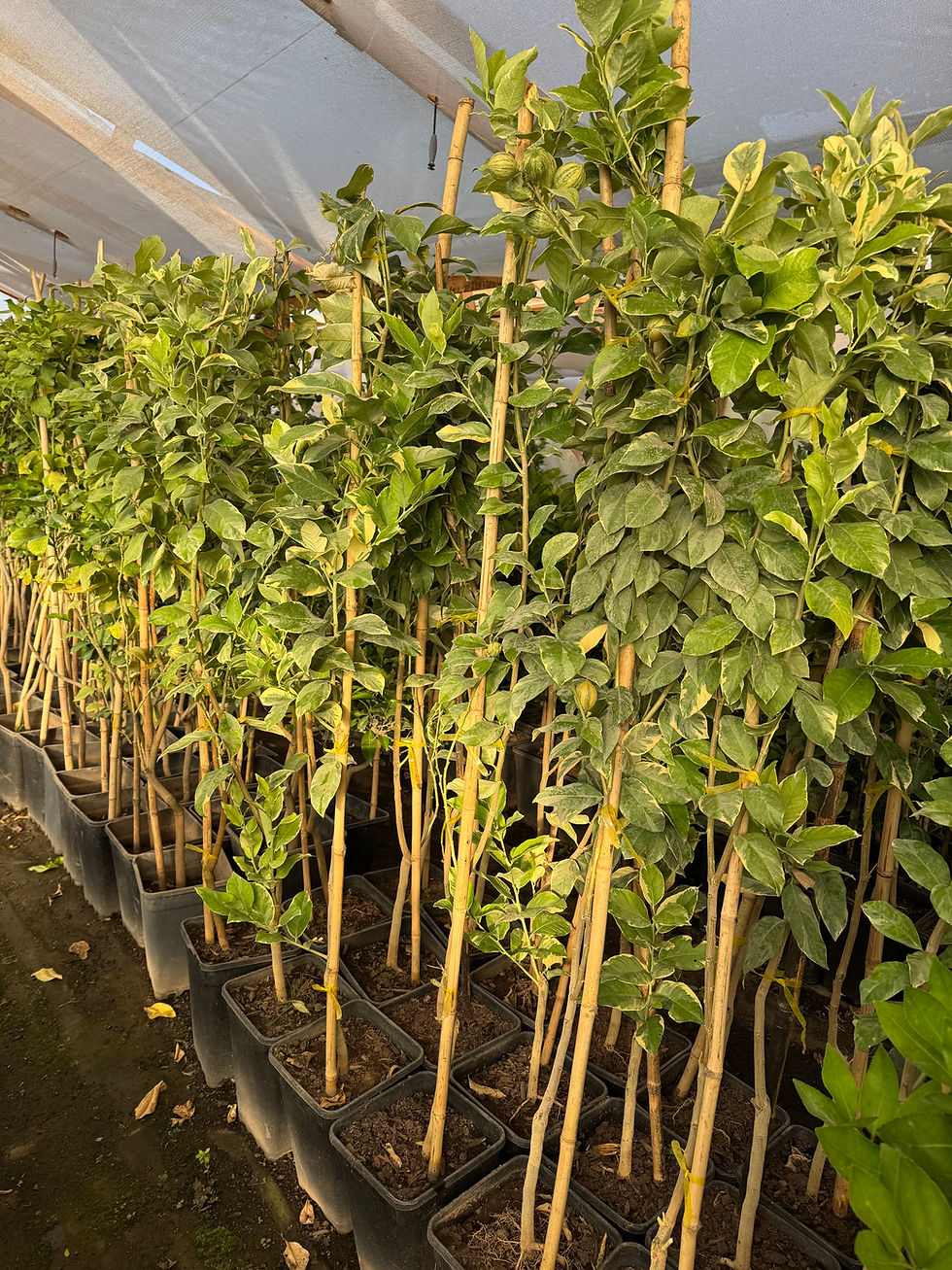 Limón variegado (2 a 3 años de formación)