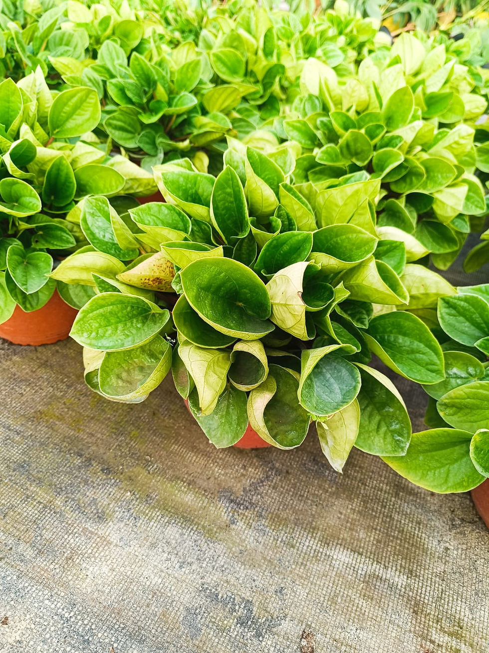 Peperomia Albovittata (Rana verde)