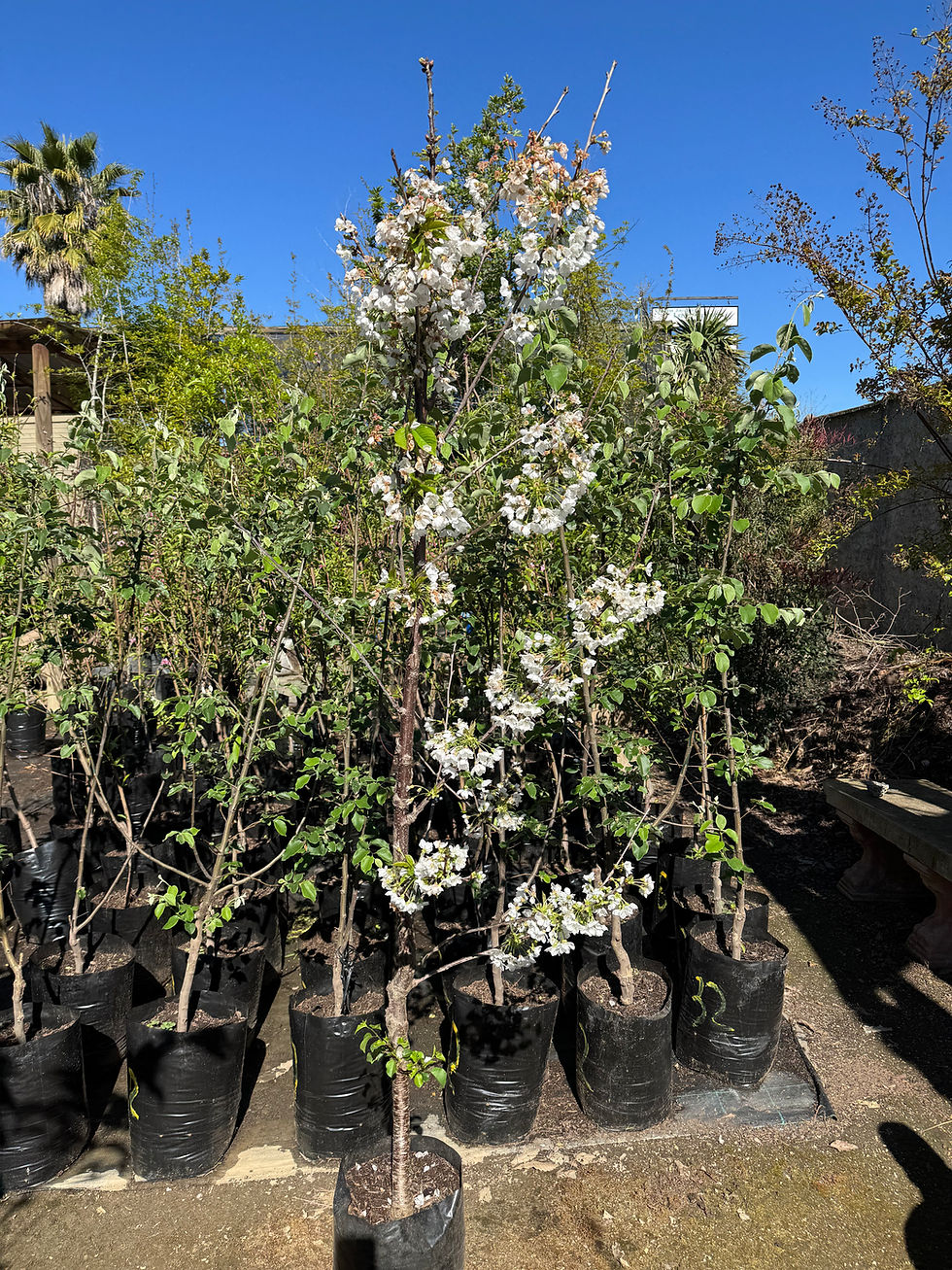 Cerezo Corazón de Paloma (3 años de formación)