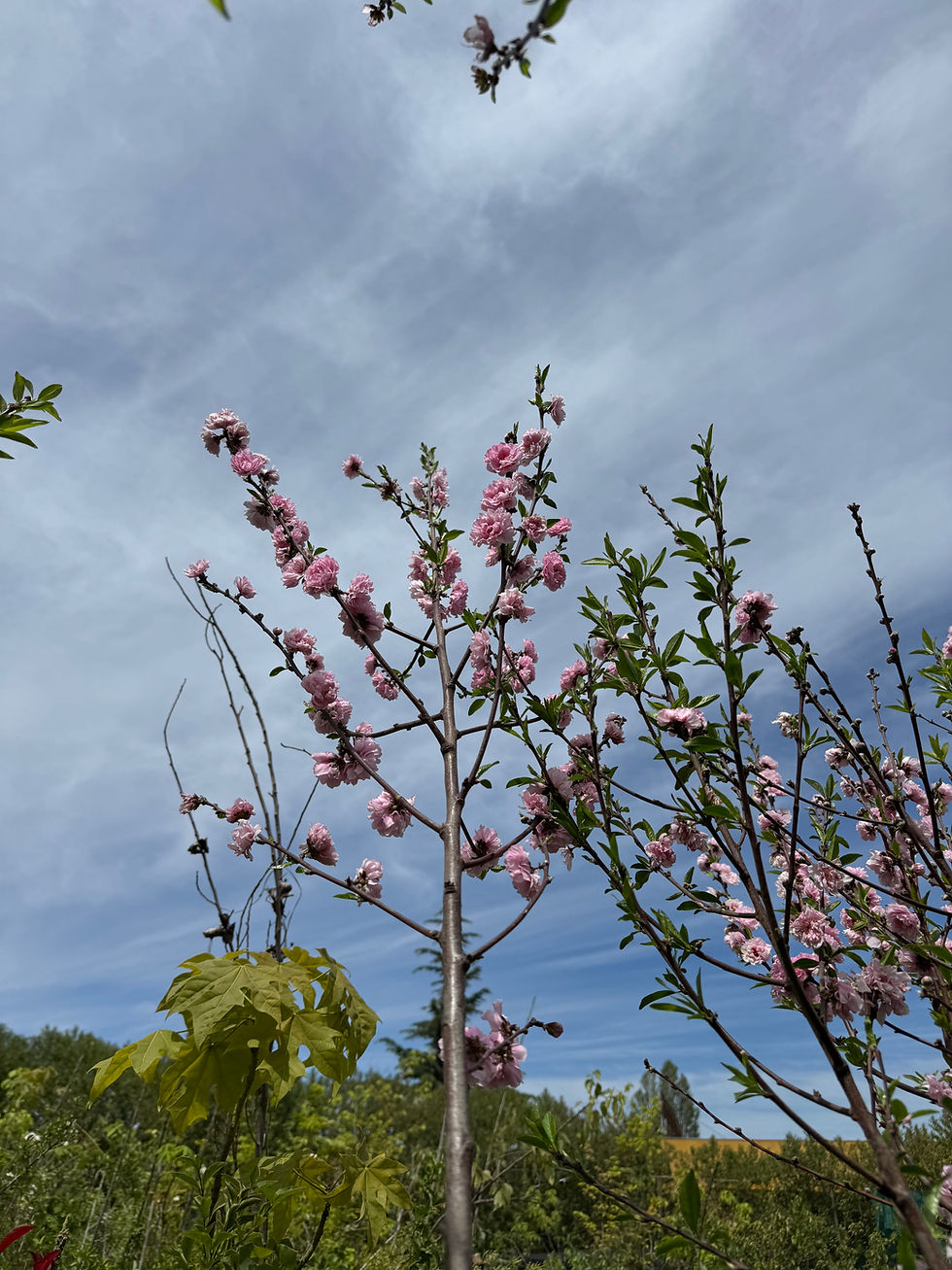 Miniatura: Durazno en Flor
