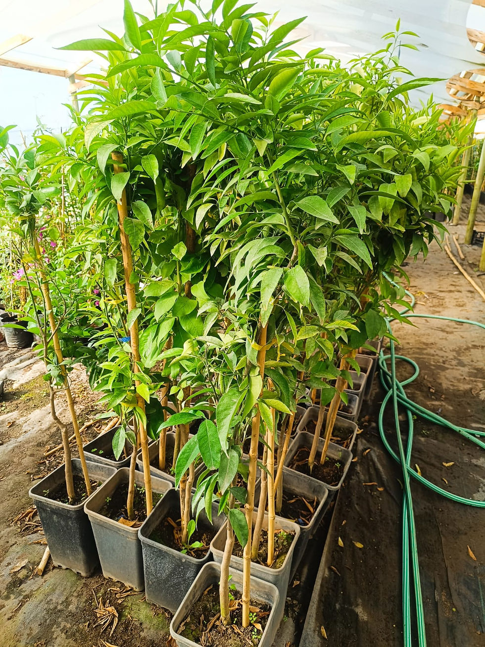 Clementina Clemenule (2 a 3 años de formación)