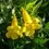 Miniatura: Bignonia Amarilla