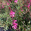 Miniatura: Gaura Fucsia
