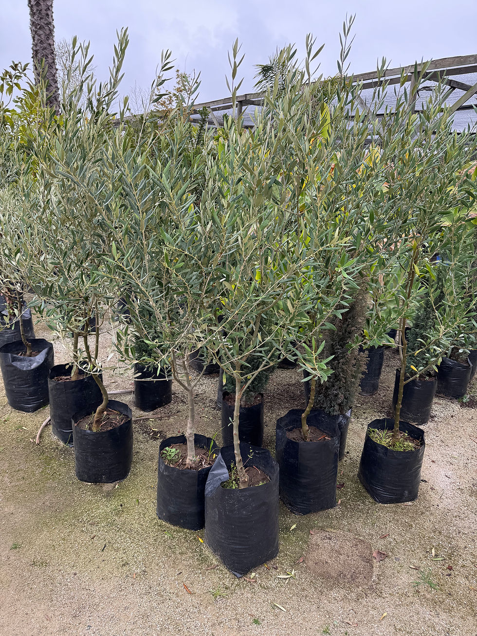 Miniatura: Olivo Sevillano 4 años de formación