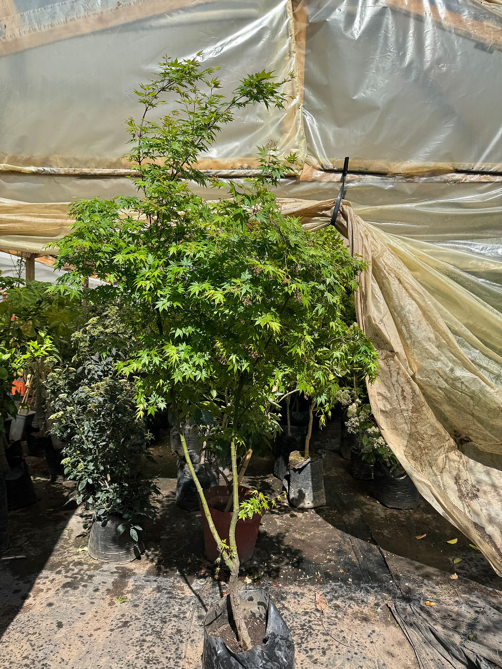 Acer Japónico (Arce Japonés)
