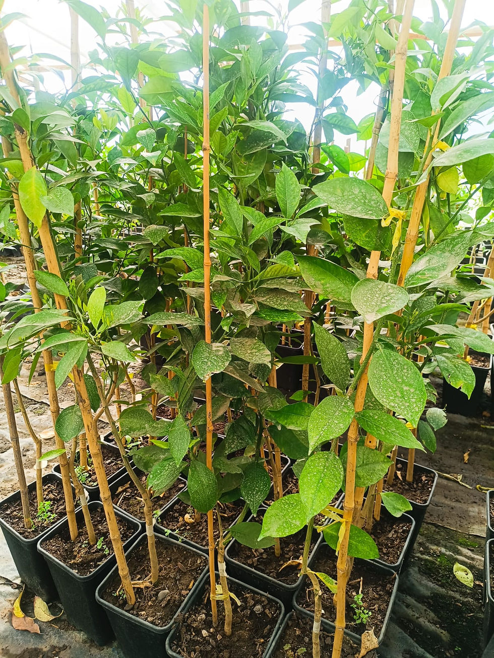 Naranjo Cara Cara (2 a 3 años de formación)