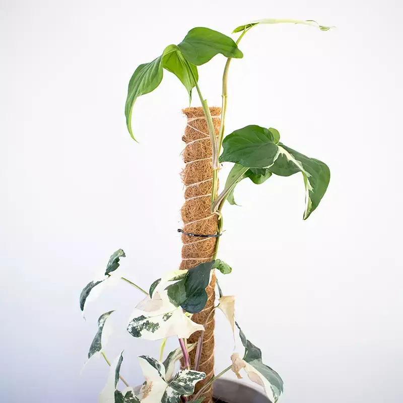 Tutor de fibra de coco x2