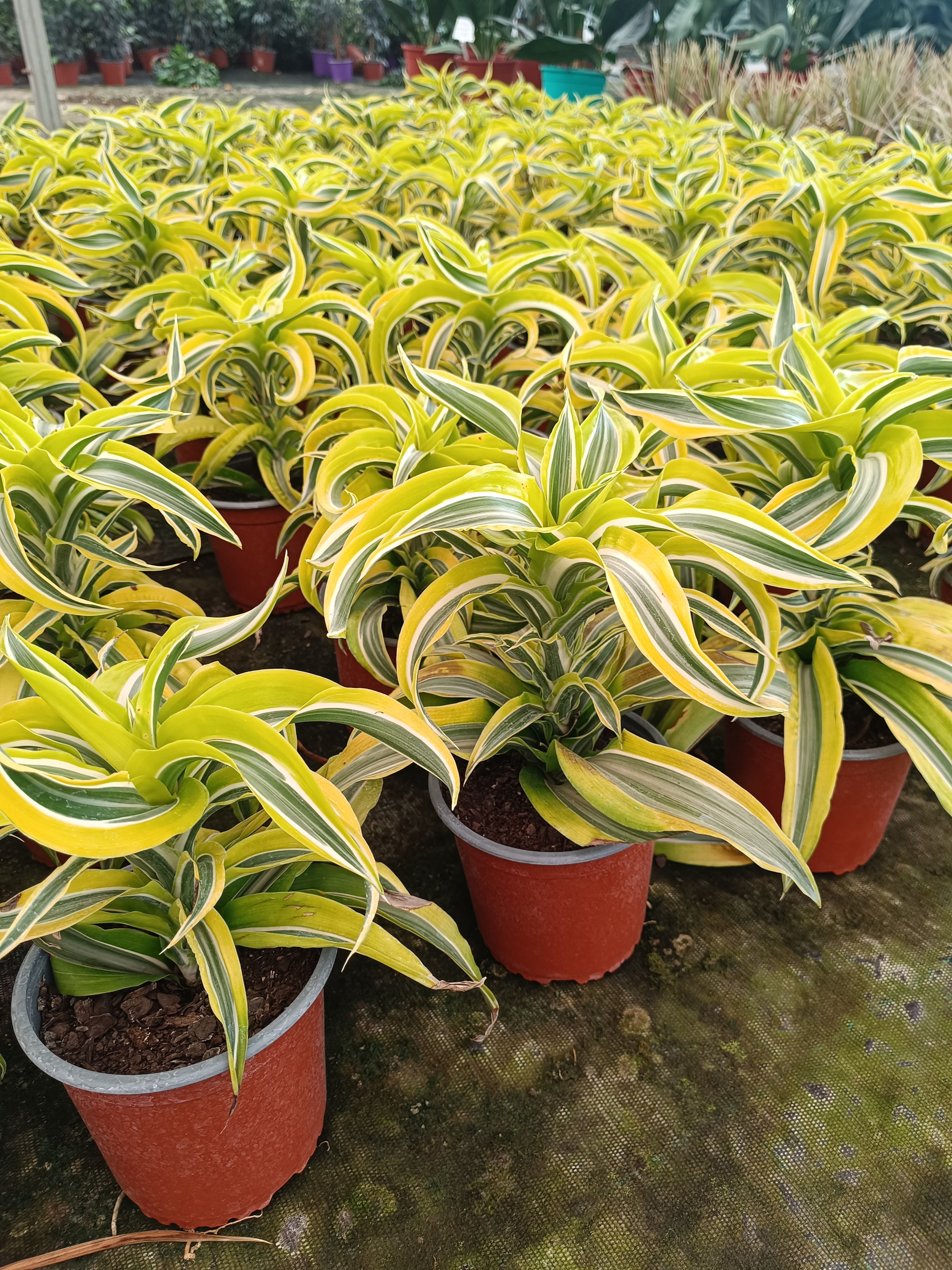 Dracaena Lemon Surprice (Dracena Lemon Surprice)