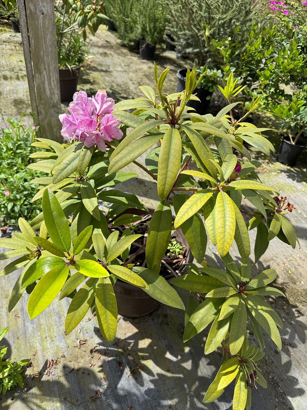 Miniatura: Rhododendron Grande L