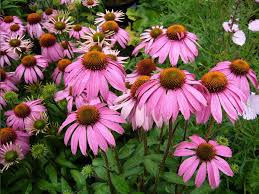 Echinacea