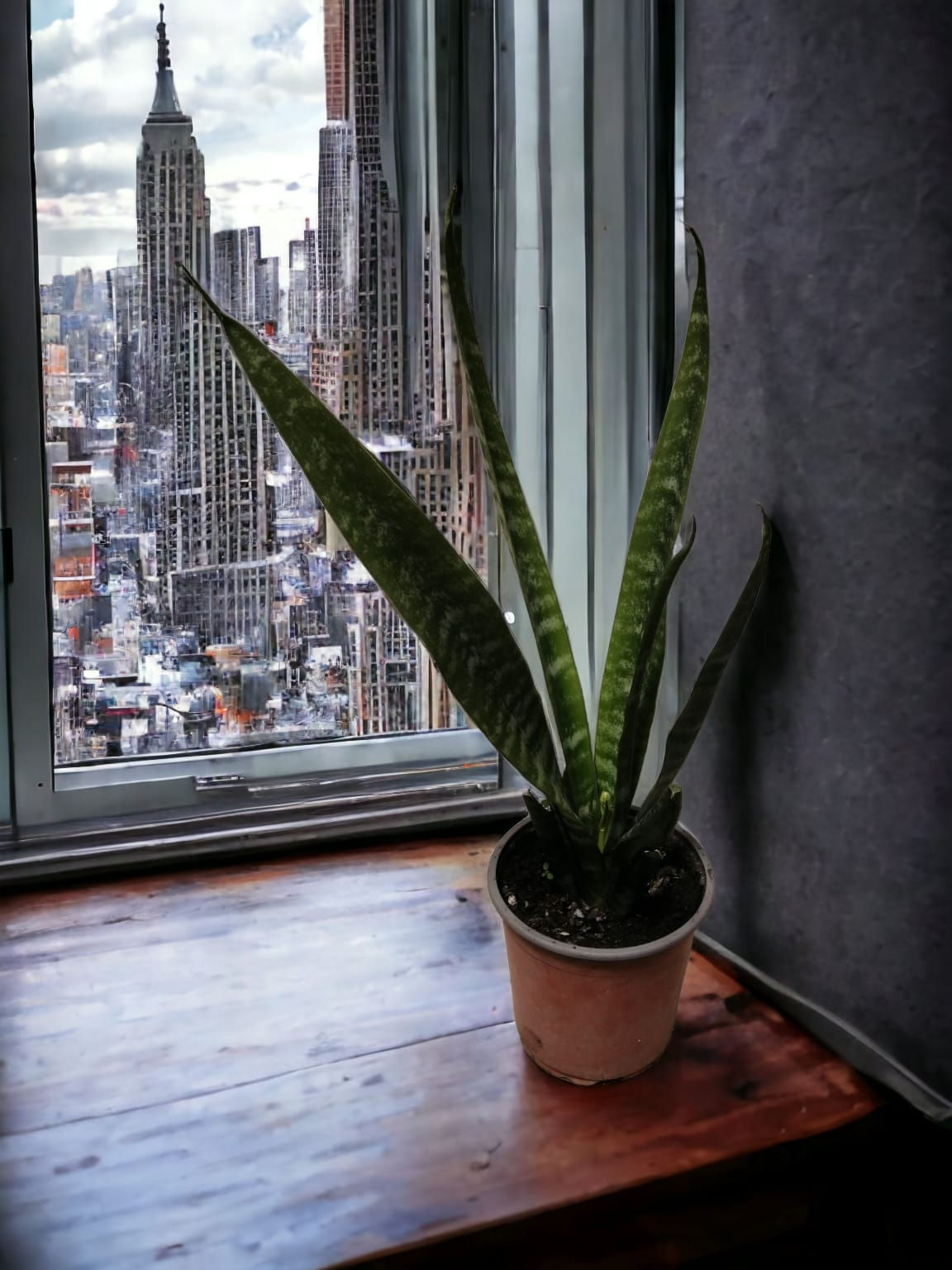 Sansevieria Zeylanica