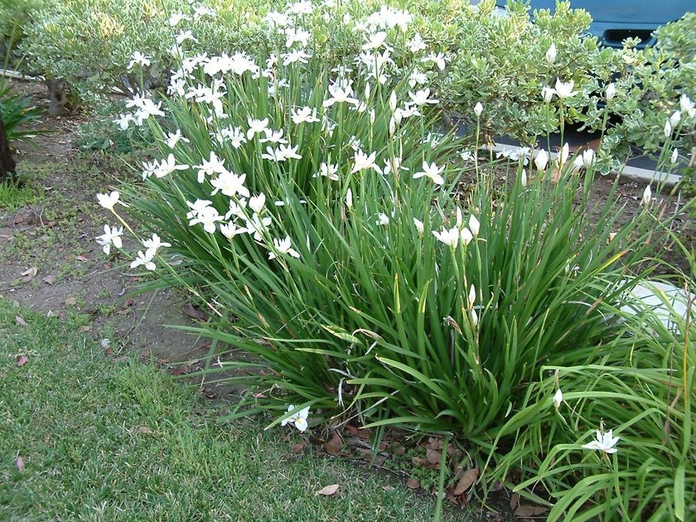 Dietes iridioides