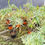 Miniatura: Echium (Equium)