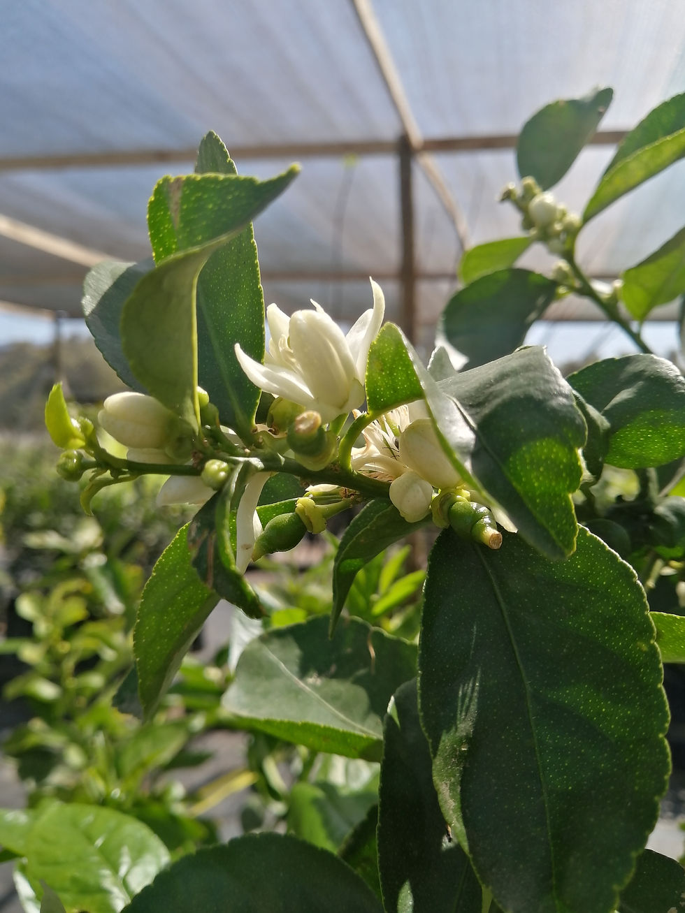 Limón Sutil de Gaza con frutos