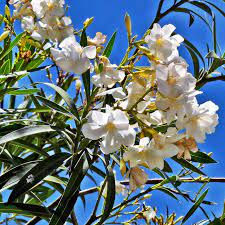Laurel en Flor Blanco
