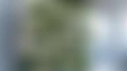 Tendencias de Jardinería 2025: ¡Renueva tu Espacio Verde!