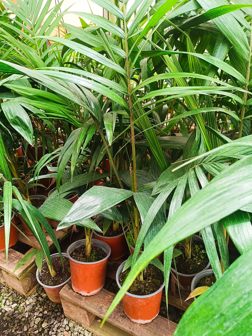 Palmera Kentia Mediana (M)