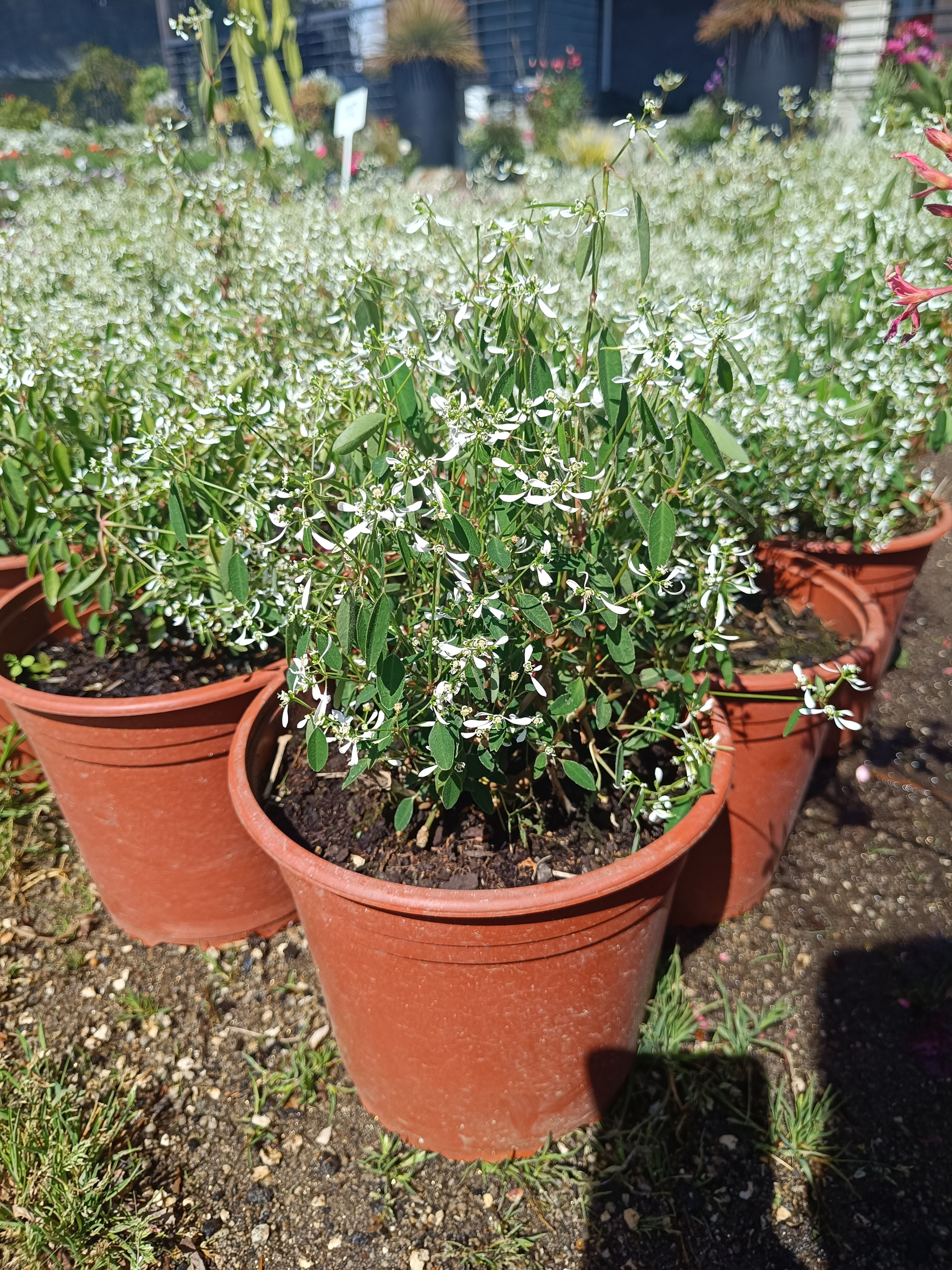 Pascualina (Euphorbia leucocephala)