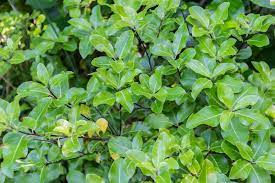 Pittosporum Nigricans
