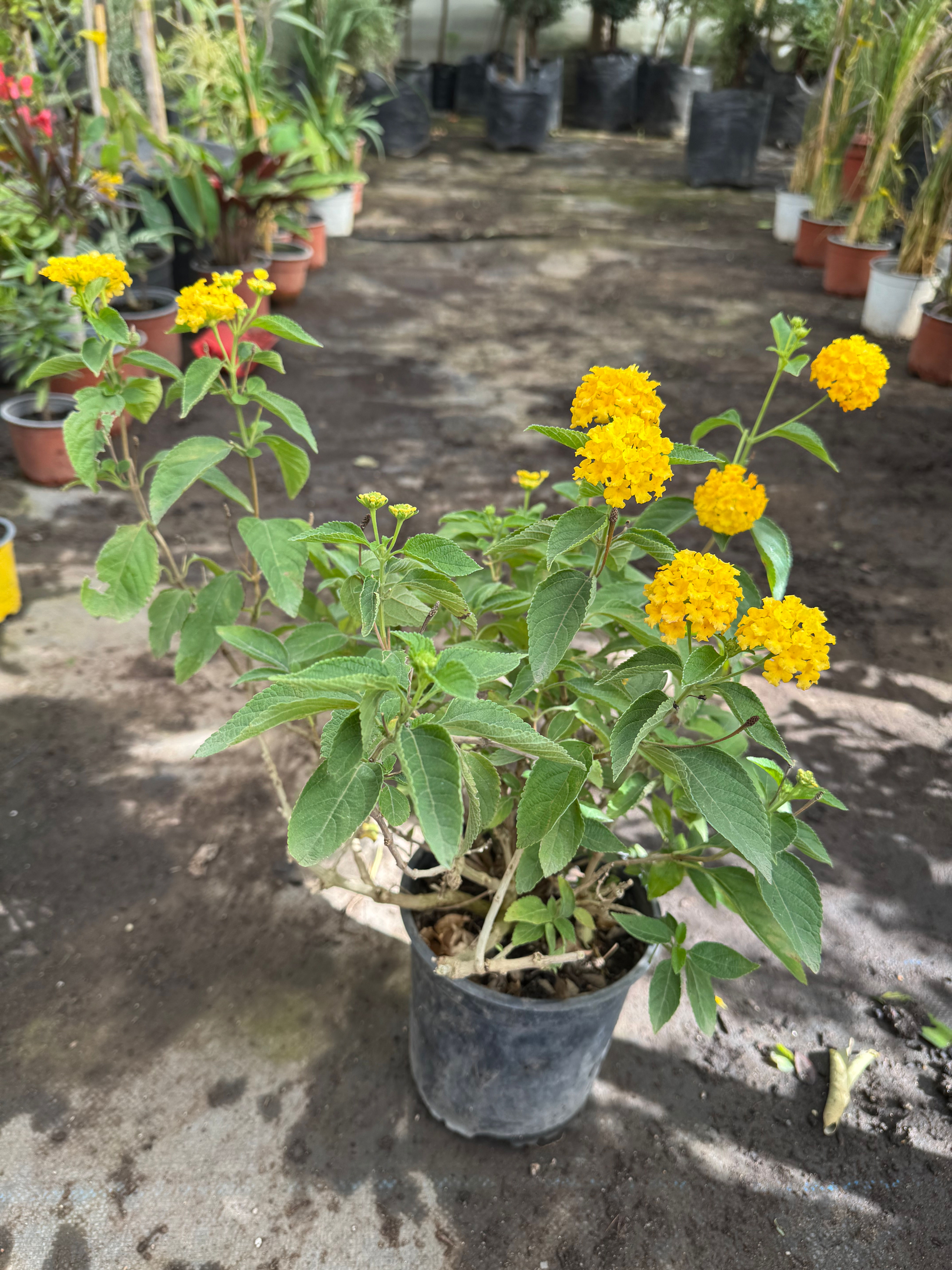 Lantana S (Pequeña)