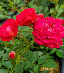 Rosa Red Drift - Rastrera