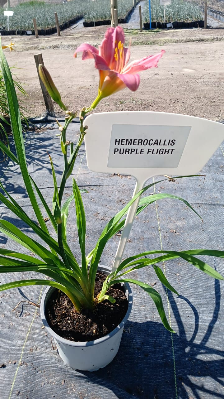 Hemerocallis Purple Flight