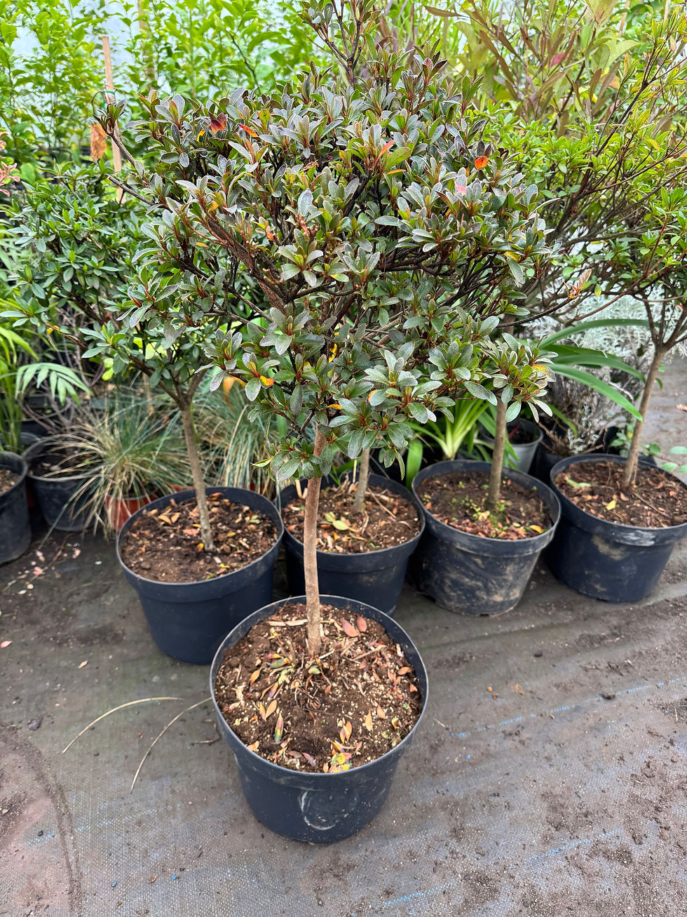 Azalea pie alto