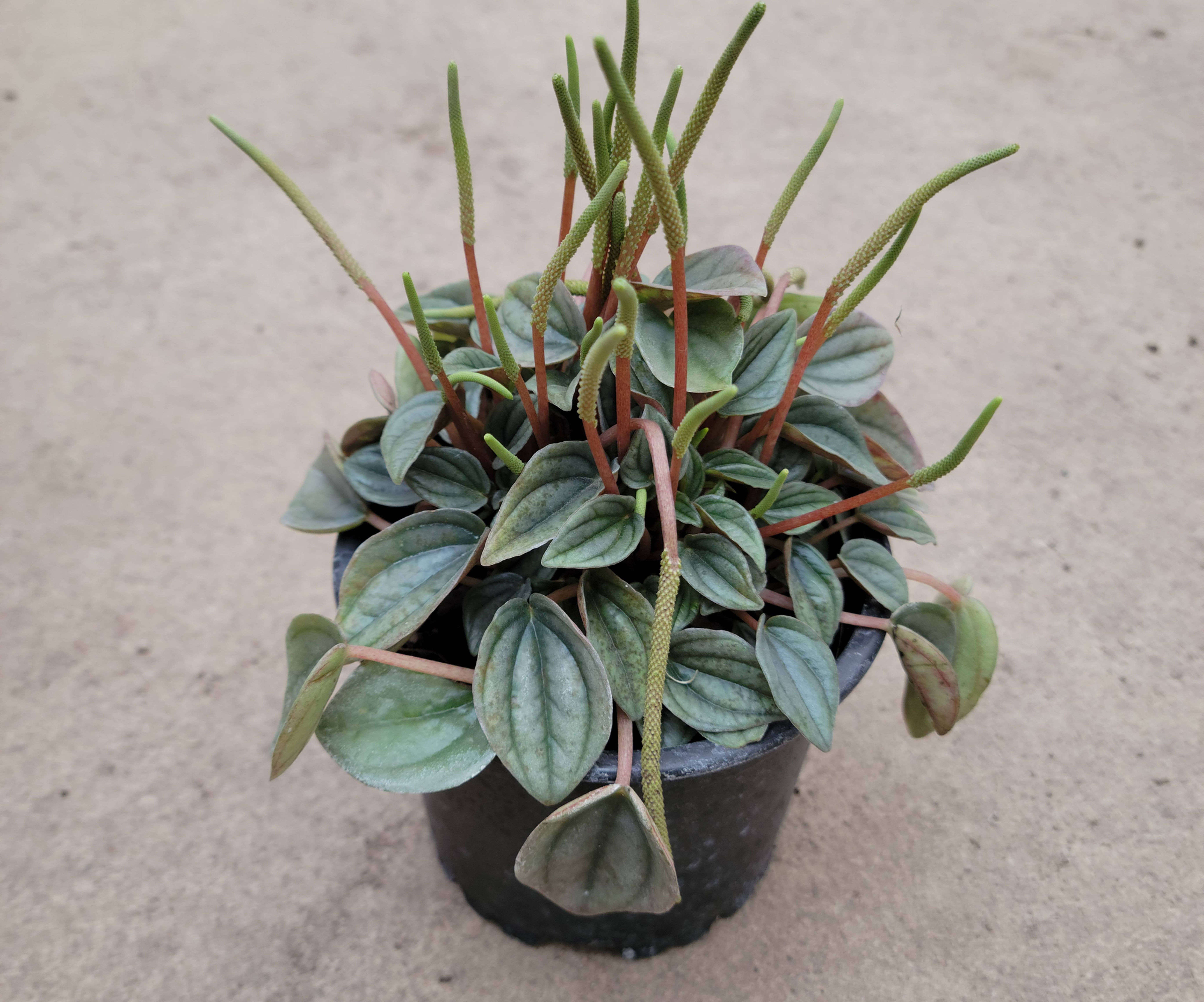 Peperomia Napoli Night