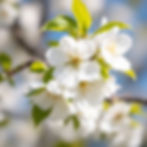 Cerezo en flor (flor blanca)