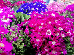 Cineraria