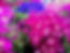 Cineraria